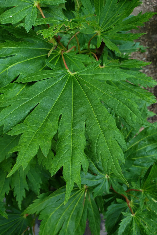  Yama Kagi Full Moon Japanese Maple (Acer Japonicum) - 5 Gallon Pot
