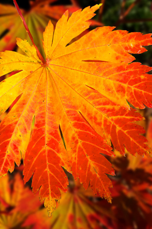  Yama Kagi Full Moon Japanese Maple (Acer Japonicum) - 5 Gallon Pot