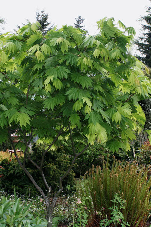  Yama Kagi Full Moon Japanese Maple (Acer Japonicum) - 5 Gallon Pot