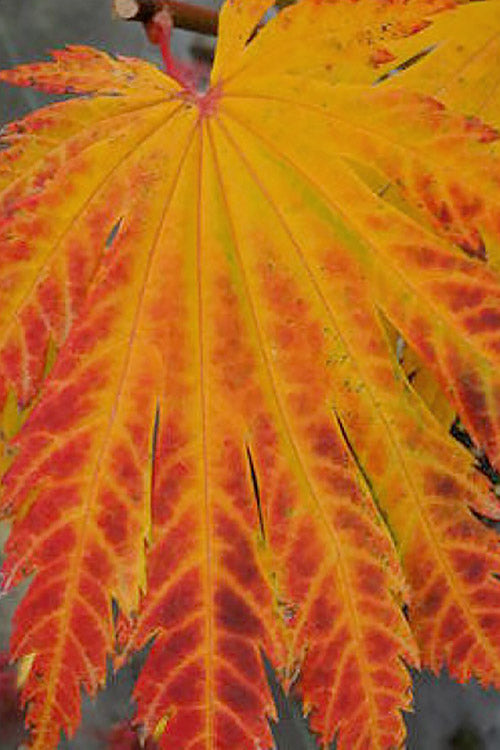  Yama Kagi Full Moon Japanese Maple (Acer Japonicum) - 5 Gallon Pot