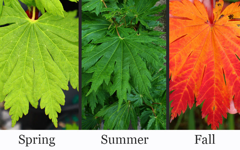  Yama Kagi Full Moon Japanese Maple (Acer Japonicum) - 5 Gallon Pot