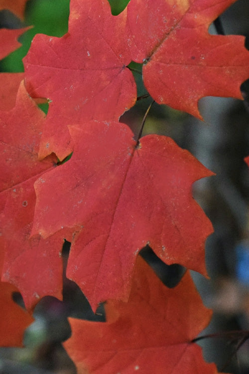  Chalk Maple Tree - 3 Gallon Pot