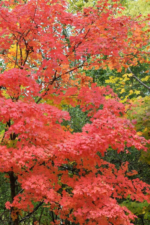  Chalk Maple Tree - 3 Gallon Pot