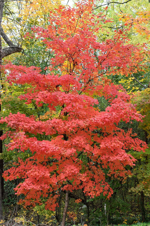  Chalk Maple Tree - 3 Gallon Pot