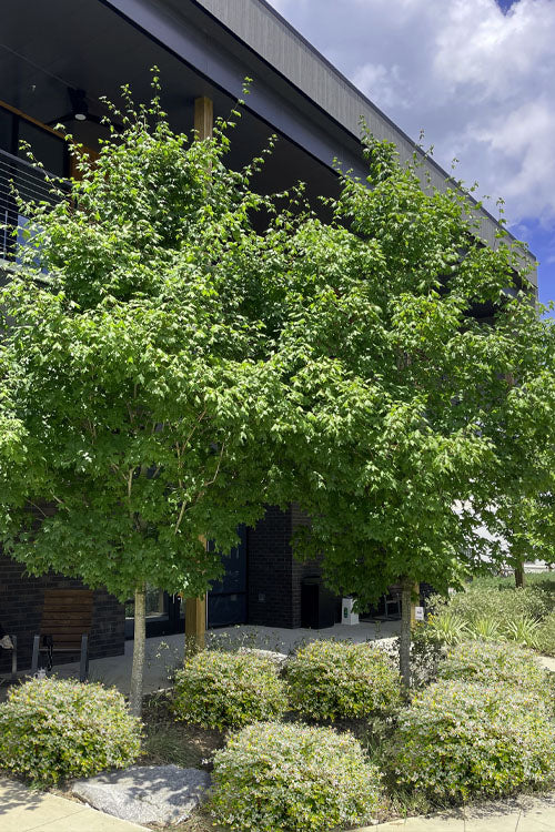  Chalk Maple Tree - 3 Gallon Pot