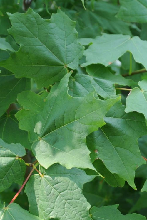  Chalk Maple Tree - 3 Gallon Pot
