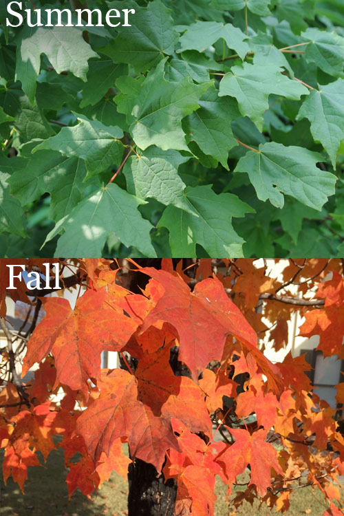  Chalk Maple Tree - 3 Gallon Pot