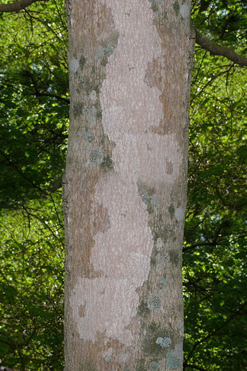  Chalk Maple Tree - 3 Gallon Pot