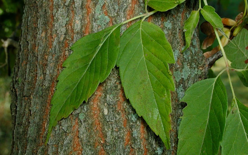  Box Elder Maple Tree (Acer Negundo) - 1 Gallon Pot