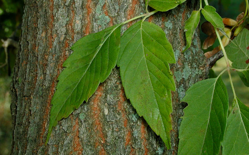  Box Elder Maple Tree (Acer Negundo) - 1 Gallon Pot