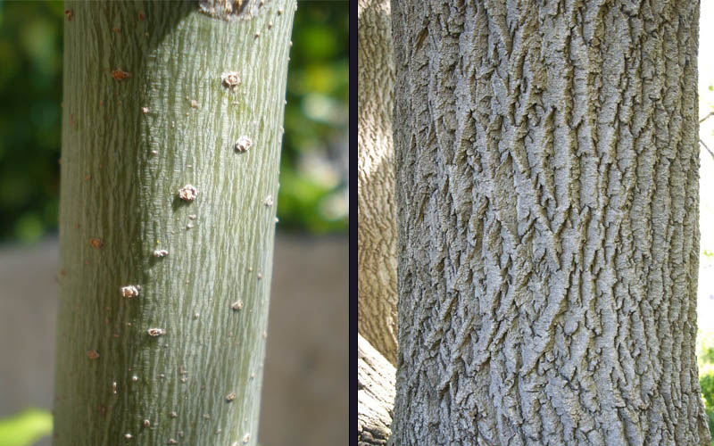  Box Elder Maple Tree (Acer Negundo) - 1 Gallon Pot