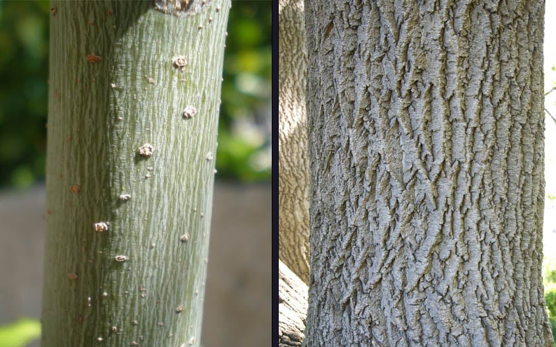  Box Elder Maple Tree (Acer Negundo) - 1 Gallon Pot