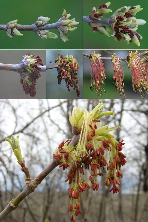  Box Elder Maple Tree (Acer Negundo) - 1 Gallon Pot