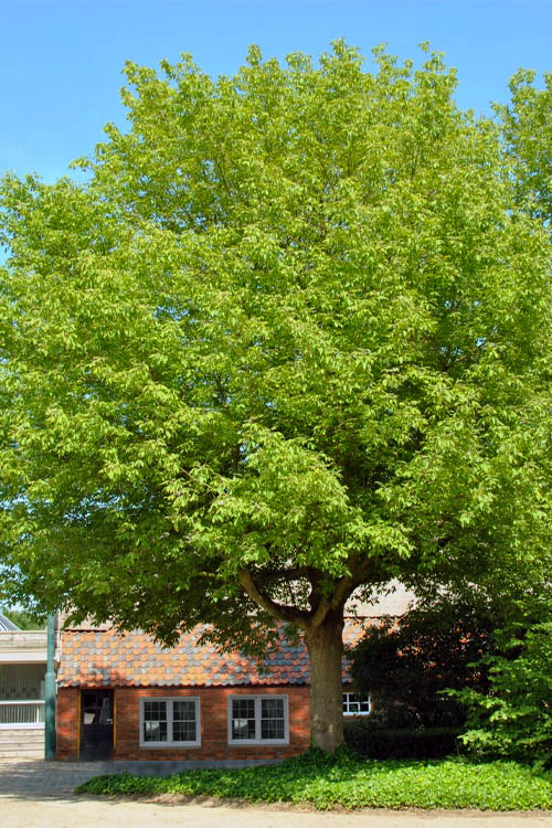 Box Elder Maple Tree (Acer Negundo) - 3 Gallon Pot