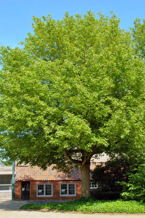  Box Elder Maple Tree (Acer Negundo) - 1 Gallon Pot