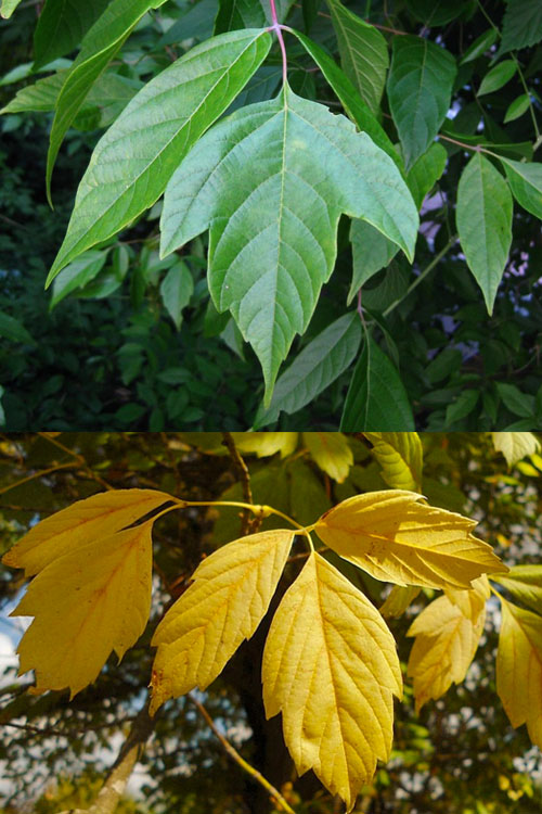 Box Elder Maple Tree (Acer Negundo) - 3 Gallon Pot