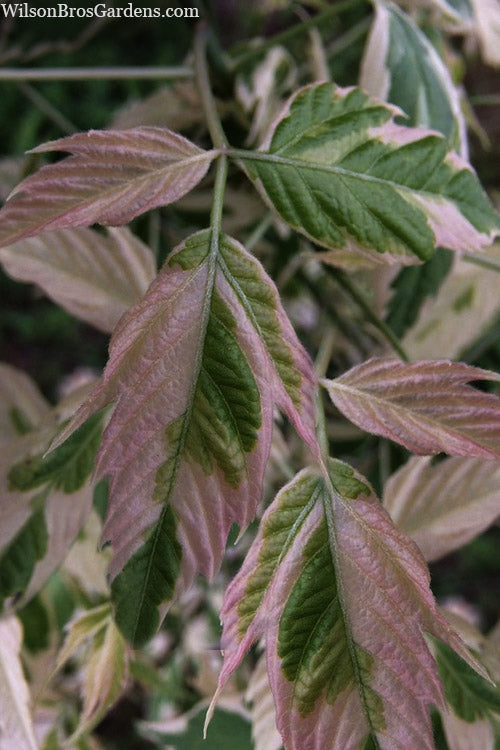 Flamingo Boxelder Maple Tree - 7 Gallon Pot
