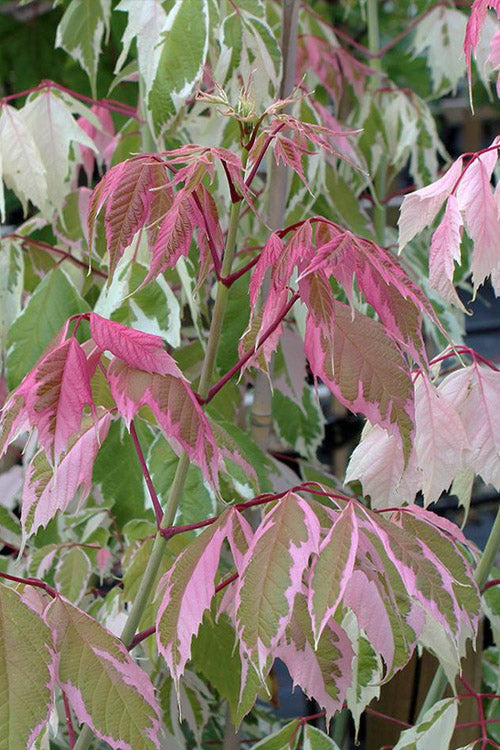  Flamingo Boxelder Maple Tree - 7 Gallon Pot