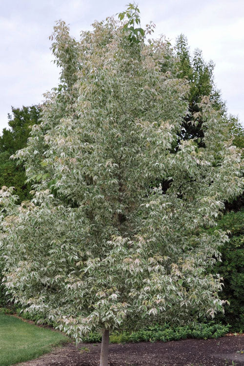 Flamingo Boxelder Maple Tree - 7 Gallon Pot