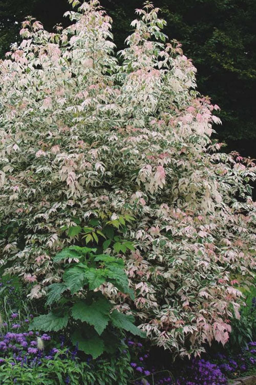  Flamingo Boxelder Maple Tree - 7 Gallon Pot