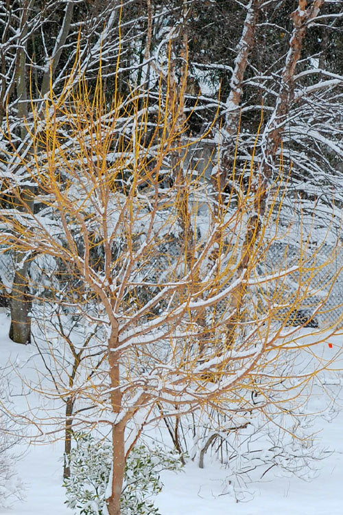  Winter Lightning Box Elder Maple(Acer Negundo) - 1 Gallon Pot