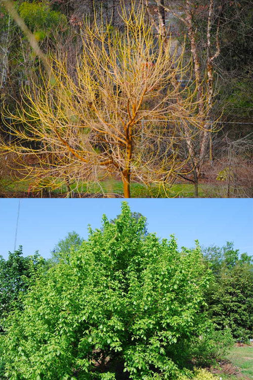  Winter Lightning Box Elder Maple(Acer Negundo) - 1 Gallon Pot