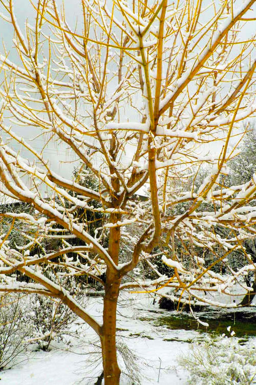  Winter Lightning Box Elder Maple(Acer Negundo) - 1 Gallon Pot