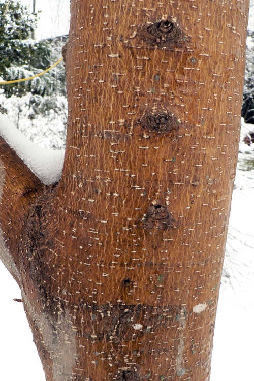  Winter Lightning Box Elder Maple(Acer Negundo) - 1 Gallon Pot