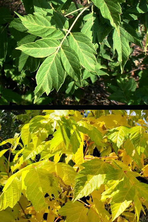  Winter Lightning Box Elder Maple(Acer Negundo) - 1 Gallon Pot