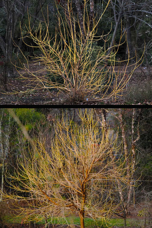  Winter Lightning Box Elder Maple(Acer Negundo) - 1 Gallon Pot