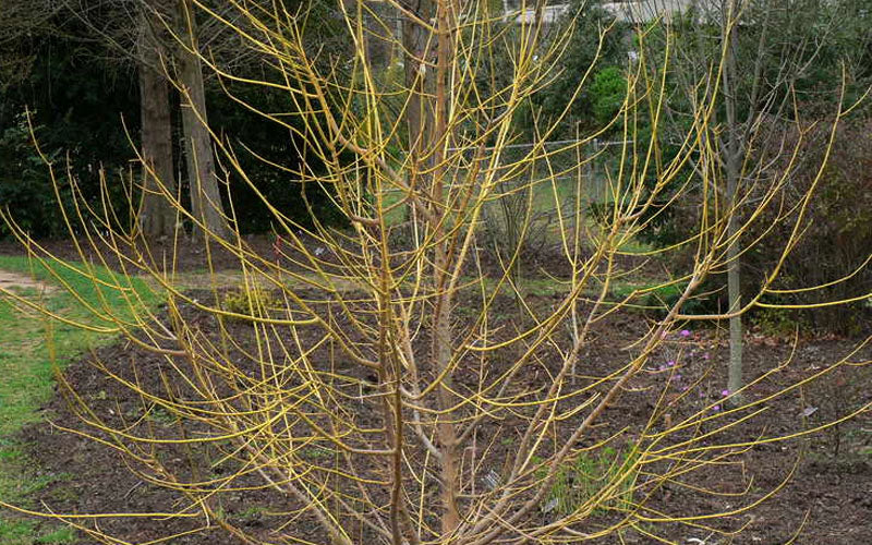  Winter Lightning Box Elder Maple(Acer Negundo) - 1 Gallon Pot