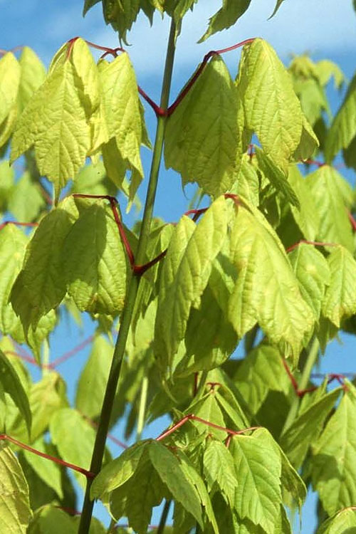  Winter Lightning Box Elder Maple(Acer Negundo) - 1 Gallon Pot