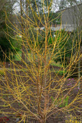  Winter Lightning Box Elder Maple(Acer Negundo) - 1 Gallon Pot
