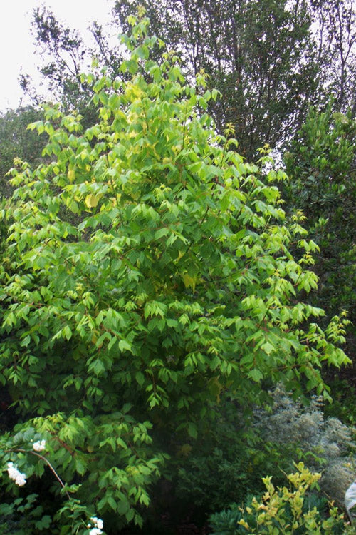  Winter Lightning Box Elder Maple(Acer Negundo) - 1 Gallon Pot