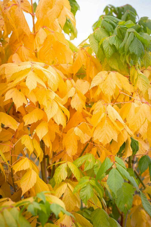  Winter Lightning Box Elder Maple(Acer Negundo) - 1 Gallon Pot