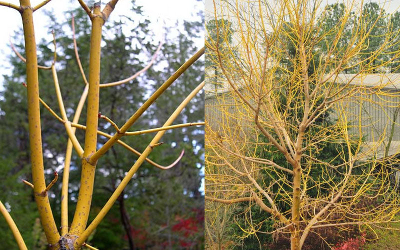  Winter Lightning Box Elder Maple(Acer Negundo) - 1 Gallon Pot