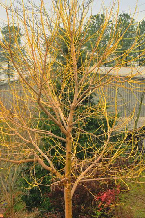  Winter Lightning Box Elder Maple(Acer Negundo) - 1 Gallon Pot