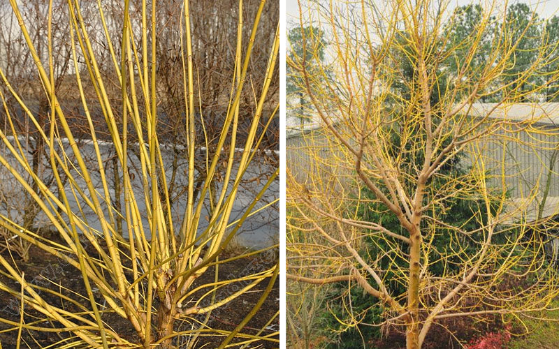  Winter Lightning Box Elder Maple(Acer Negundo) - 1 Gallon Pot