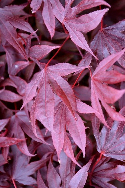  Adrian's Compact Japanese Maple - 5 Gallon Pot