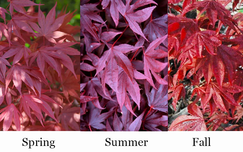  Adrian's Compact Japanese Maple - 5 Gallon Pot