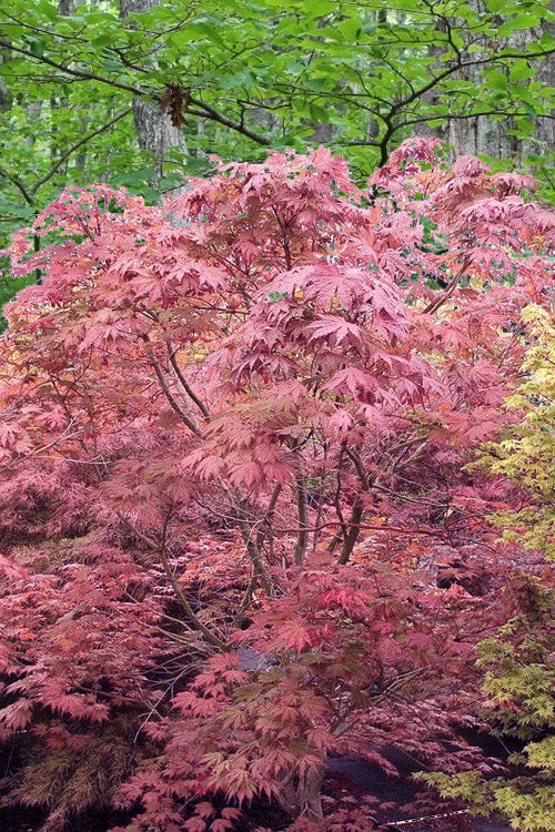  Aka Shigitatsu Sawa Japanese Maple - 1 Gallon Pot