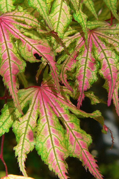  Aka Shigitatsu Sawa Japanese Maple - 1 Gallon Pot