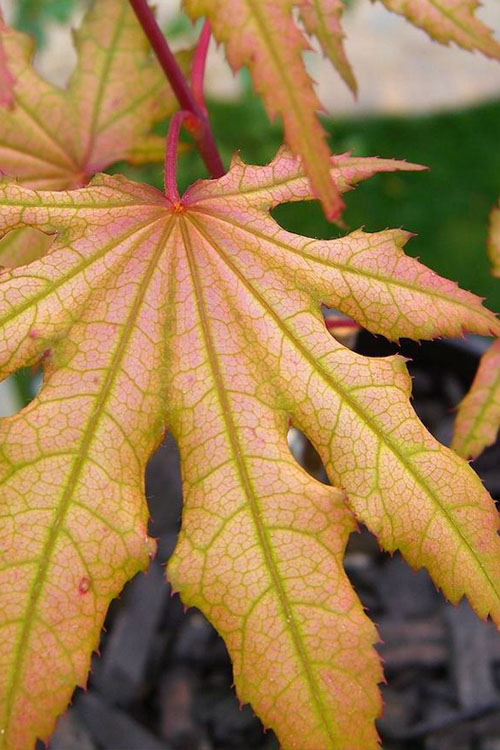  Aka Shigitatsu Sawa Japanese Maple - 1 Gallon Pot