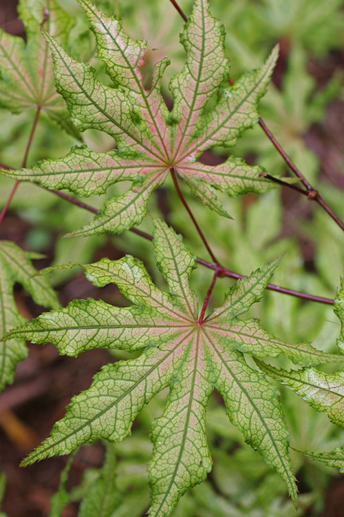  Aka Shigitatsu Sawa Japanese Maple - 1 Gallon Pot
