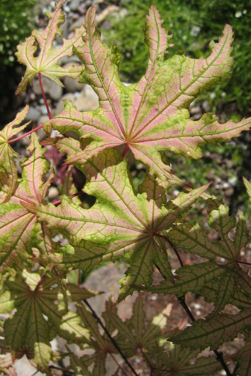  Aka Shigitatsu Sawa Japanese Maple - 1 Gallon Pot