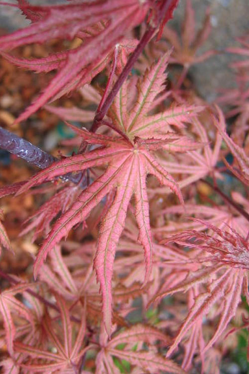  Aka Shigitatsu Sawa Japanese Maple - 1 Gallon Pot