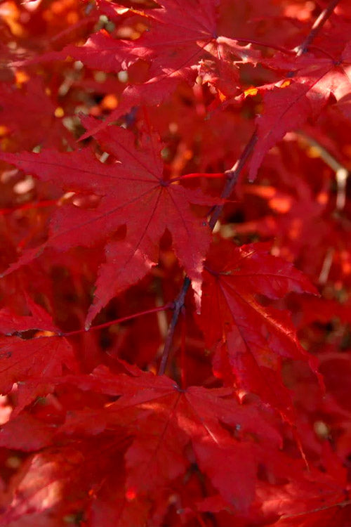  Aka Shigitatsu Sawa Japanese Maple - 1 Gallon Pot