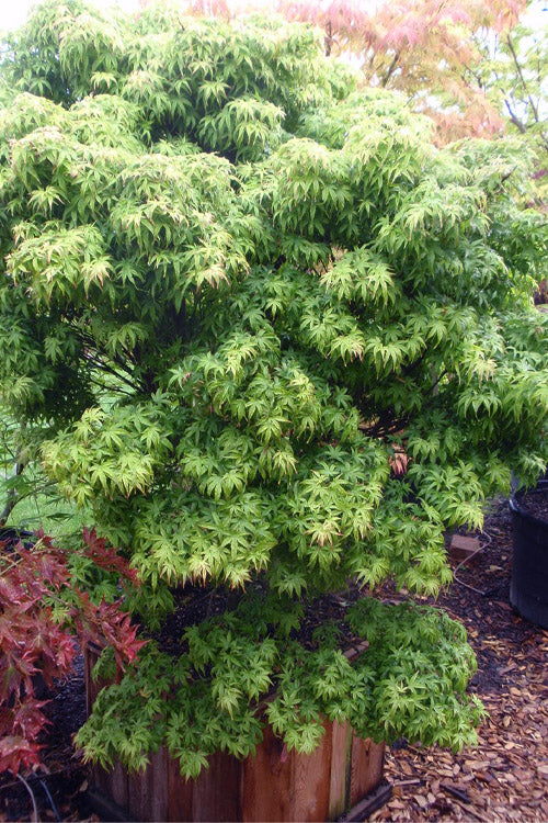  Akita Yatsubusa DwarfJapanese Maple - 1 Gallon Pot