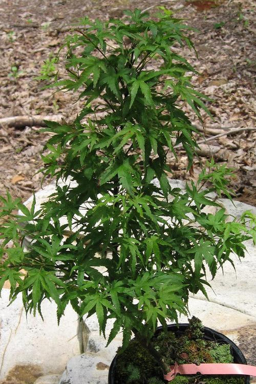  Akita Yatsubusa DwarfJapanese Maple - 1 Gallon Pot