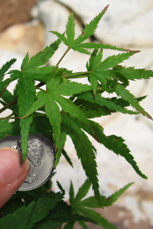  Akita Yatsubusa DwarfJapanese Maple - 1 Gallon Pot